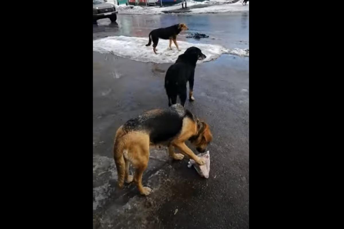 Жители Кировского района Саратова жалуются на «организованные» стаи собак