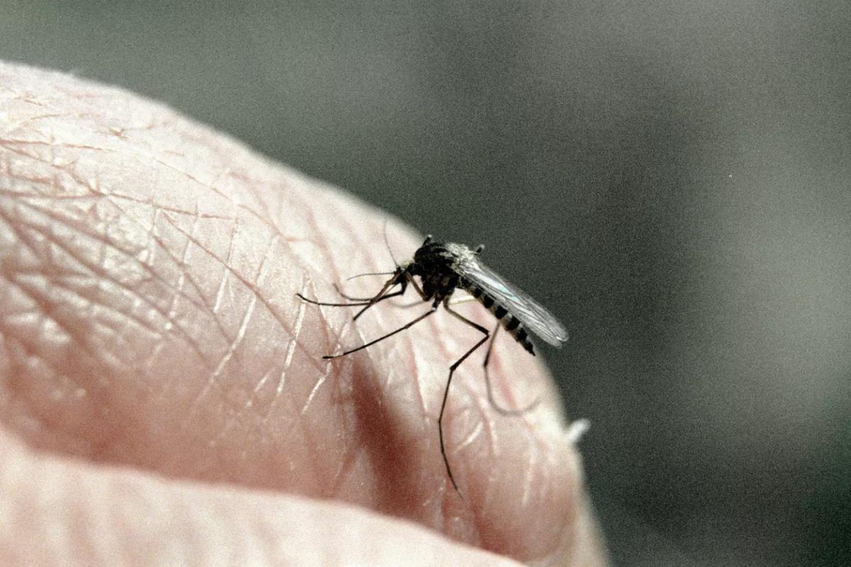 В Роспотребнадзоре рассказали о новых вирусах в комарах и клещах