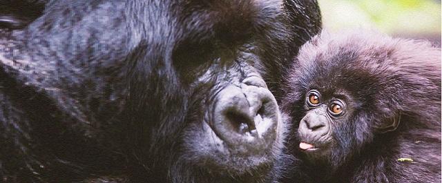 Любящий детей самец горилл более привлекателен для самок