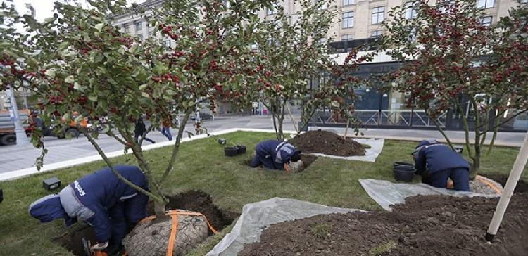 В Москве провели работы по озеленению Триумфальной площади