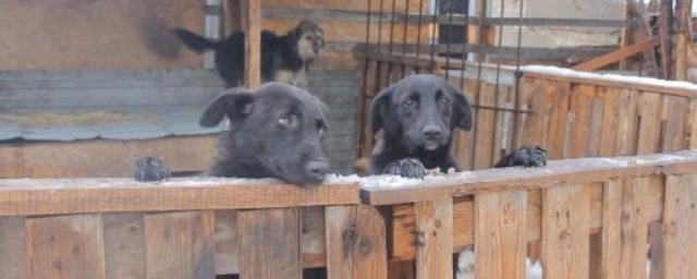 Прокуратура Оренбуржья требует от власти региона решить вопрос с бездомными псами