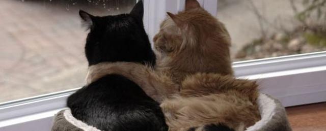 Ирландская ветклиника примет на работу обнимателя кошек
