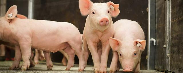 В Китае создали полностью автоматизированный процесс клонирования свиней