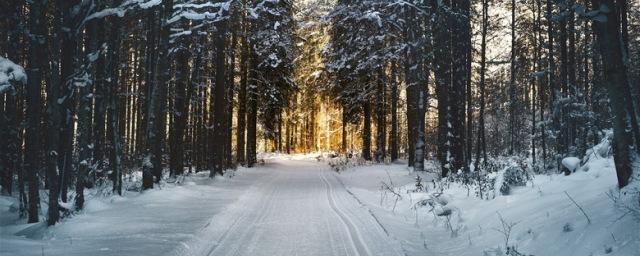 Лесам в Новосибирске намерены присвоить охранный статус