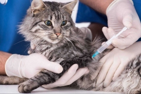 Тамбовских кошек и собак пытаются уберечь от страшного недуга