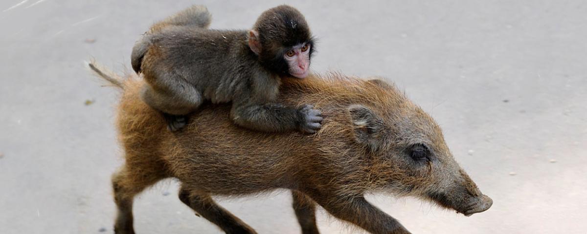 Китайские ученые первыми в мире вывели гибриды обезьян и свиней