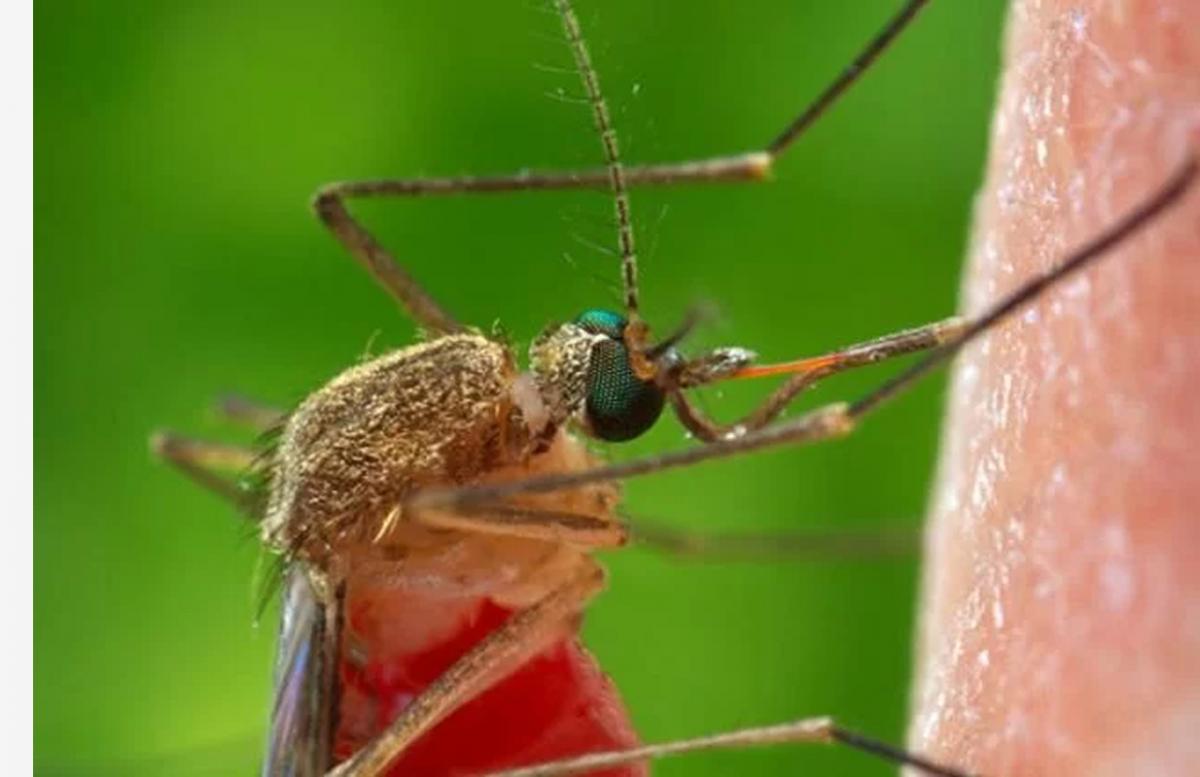 Люди с лишним весом чаще подвергаются укусам комаров, рассказала врач