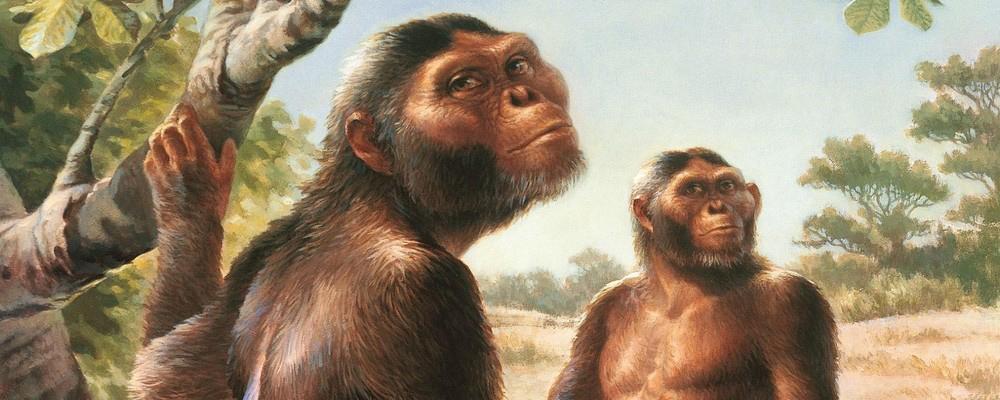 Ученые: Австралопитеки были менее умны, чем современные гориллы