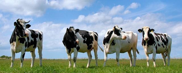 В Удмуртии на 8,6% увеличилось производство молока