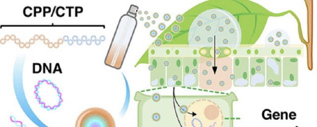 Японские учёные разработали метод повышения урожайности с помощью генной модификации