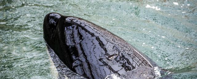 Названы сроки освобождения оставшихся в «китовой тюрьме» косаток