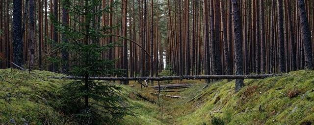 В Красноярском крае создали природный заказник «Салбат»