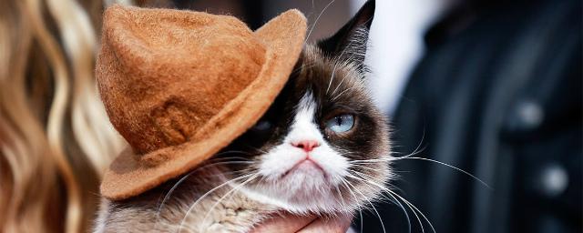 Grumpy Cat отсудила у кофейной компании $710 тысяч