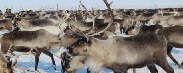 На Ямале появилось первое в округе оленеводческое фермерское хозяйство