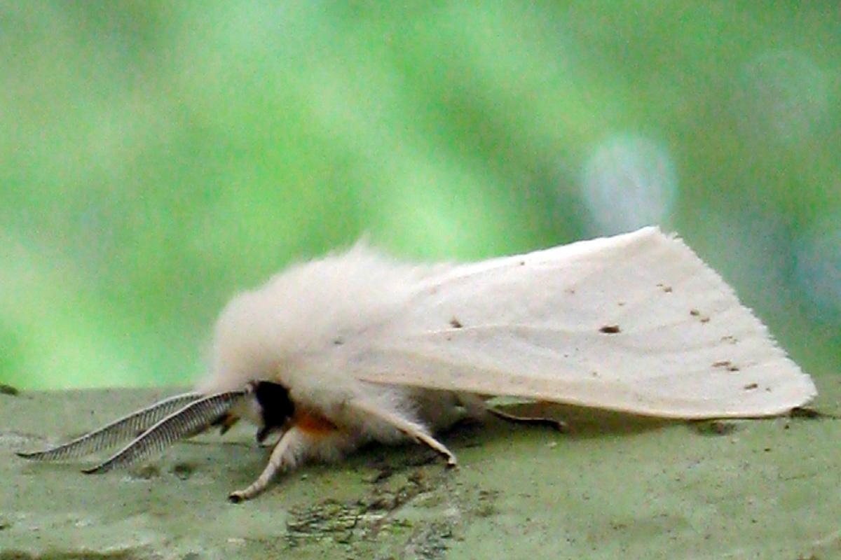 В Сочи усилены меры по защите городской растительности от карантинного вредителя