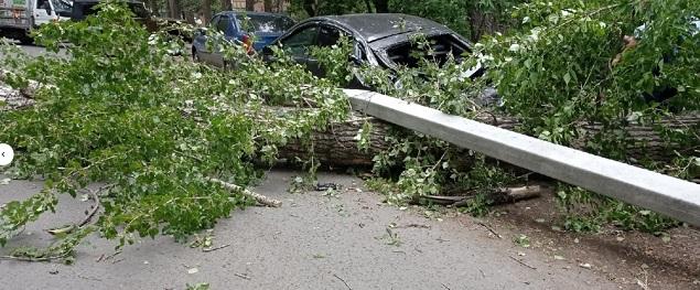 В Омске на иномарку рухнуло дерево и фонарный столб