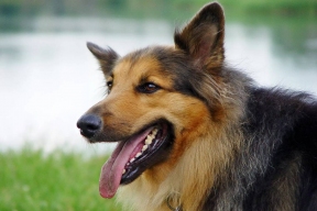 Финские ученые оценили остроту собачьего нюха