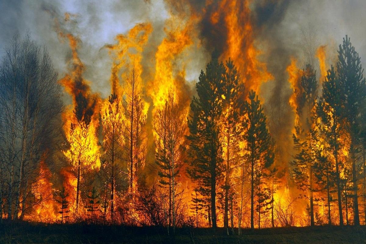 В США создан ИИ для точного прогноза по распространению лесных пожаров