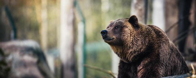 В Приморском крае медведь напал на сборщика шишек