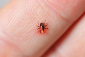 Врачи предупредили россиян о тяжелых последствиях клещевых инфекций