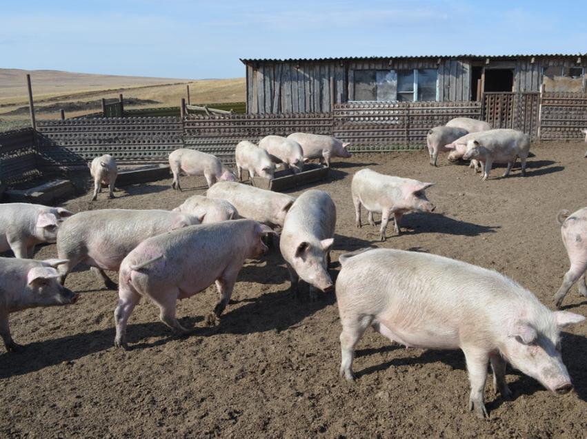 В селе Забайкалья зафиксировали очаг африканской чумы свиней