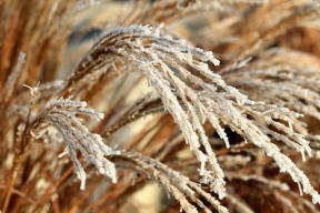 В Орловской области из-за заморозков гибнет урожай