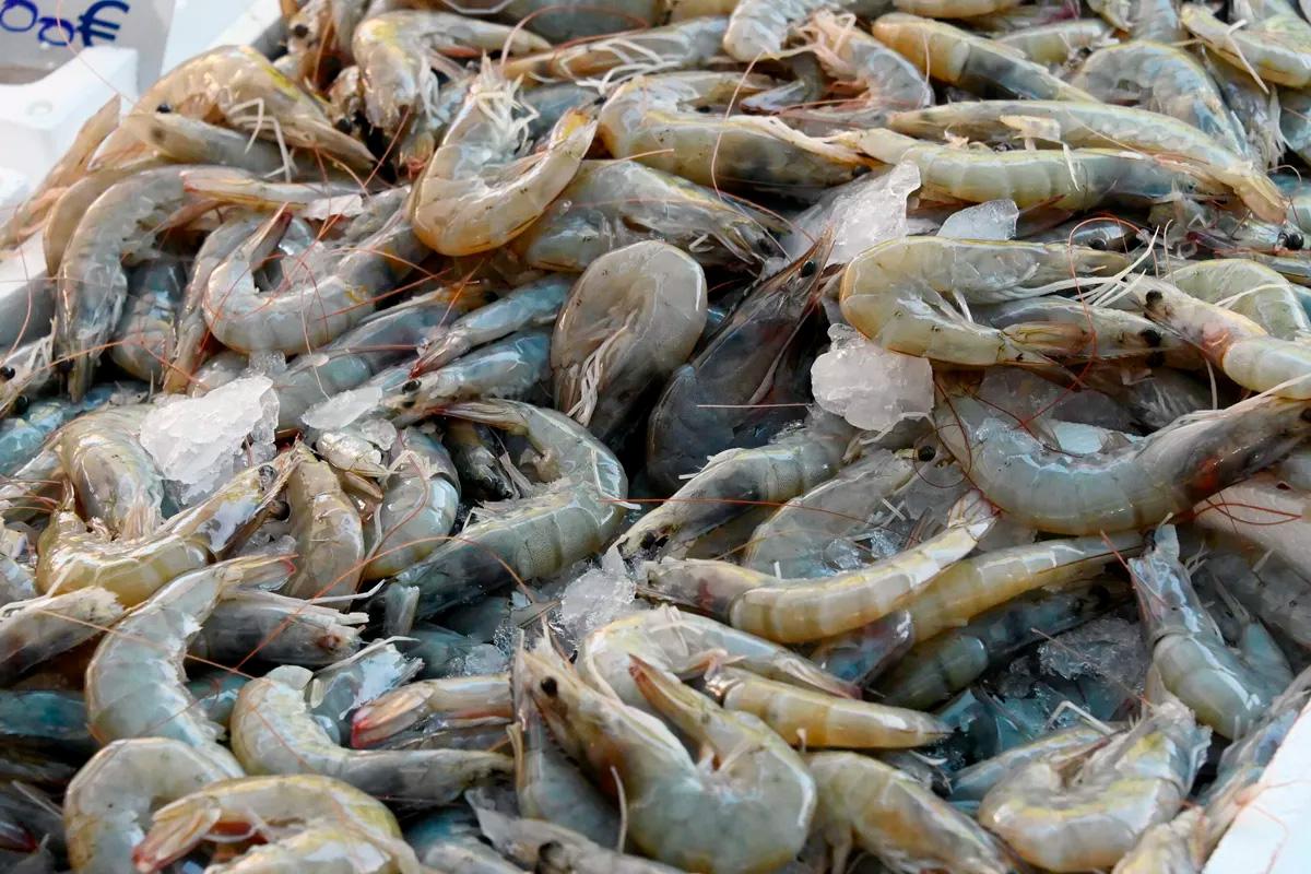 Ученый объяснил массовую гибель креветок в бухте Витязь Приморья