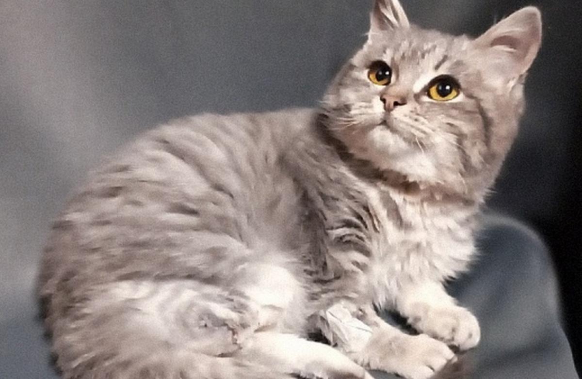 Вмерзшую в лед кошку спасла от верной смерти жительница Бийска
