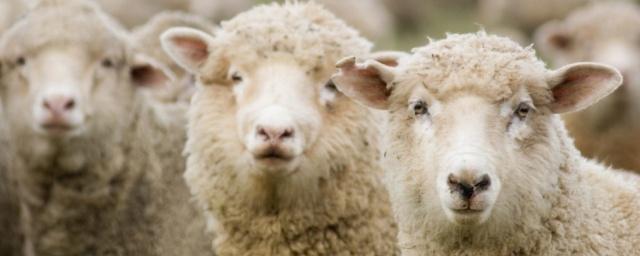 В Башкирии создан кооператив по переработке шерсти овец