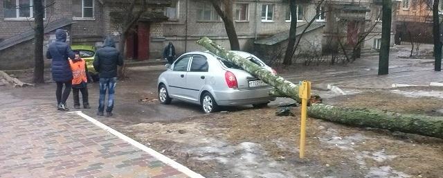 В центре Воронежа упавшее дерево повредило иномарку