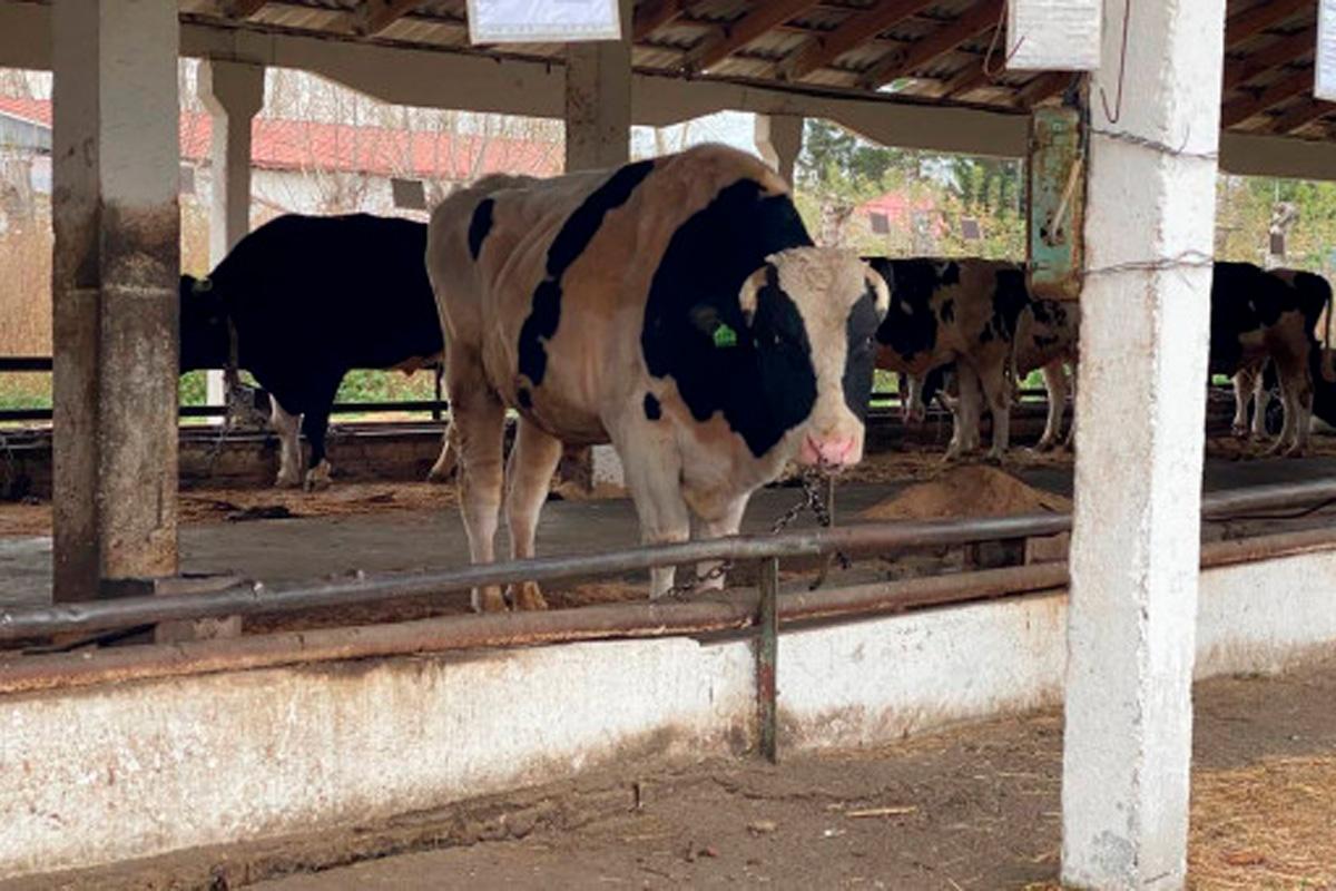 Принимаемые меры – действуют: в Новосибирской области 15 дней подряд нет новых случаев заболевания пастереллезом