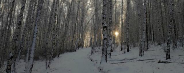 В Иркутске территорию лесного массива в Академгородке благоустроят