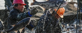 Россия лишит Японию права вылова рыбы у Курил из-за неоплаченных квот