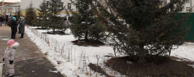 В 2021 году в Иркутске высадили более шести тысяч деревьев и кустарников