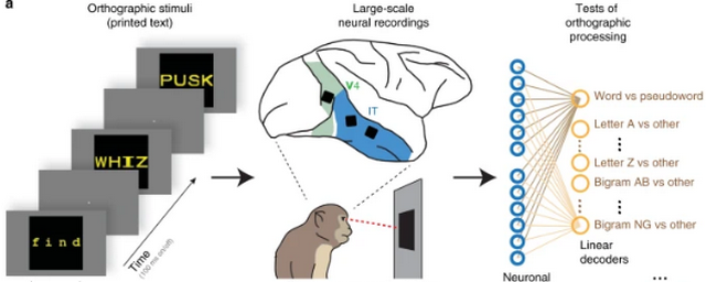 Науке стало больше известно о том, как мозг приматов обучается чтению