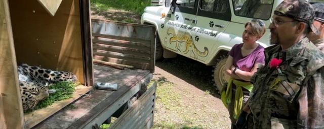 Два дальневосточных леопарда вернулись в Уссурийский заповедник из парка «Земля леопарда»