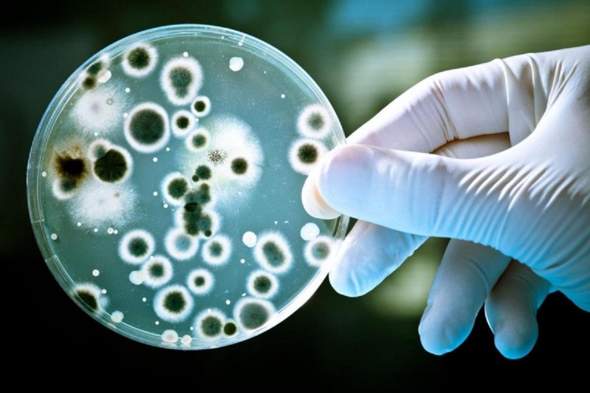 Из-за бесконтрольного приема антибиотиков миру грозит взрыв «плотоядных» бактерий