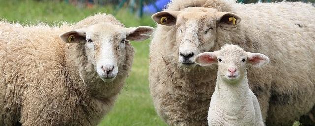 В Дагестане в 2023 году состоится XXIII Российская выставка племенных овец и коз