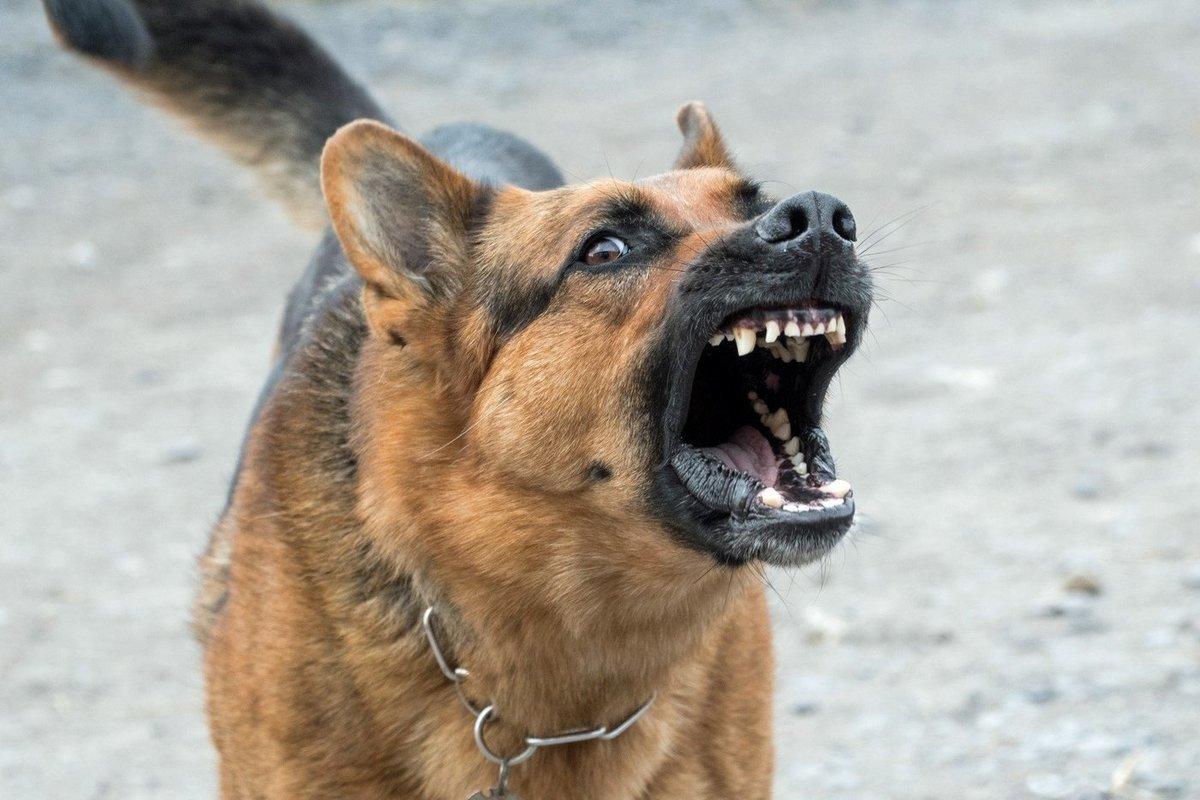 Пермского собаковода наказали за неправильный выгул питомца