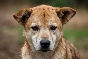 В Калужской области даже агрессивные собаки обретут дом в приютах навсегда
