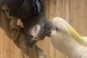 Десятки попугаев погибли в Кудрово: подозревают отравление