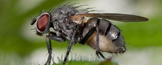 Ученые нашли изменения в генах выросших в космосе мух-дрозофил