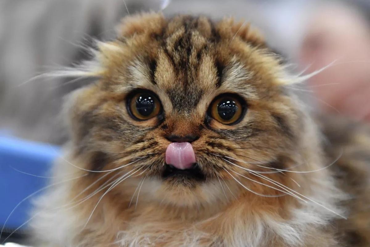 Увлажнители, витамины и забота: как сохранить здоровье питомцев зимой