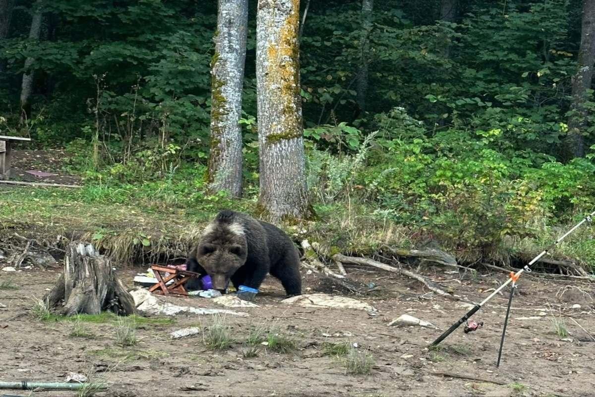 Жителей Башкирии предупредили о сезонной активности диких зверей в связи с нехваткой кормов