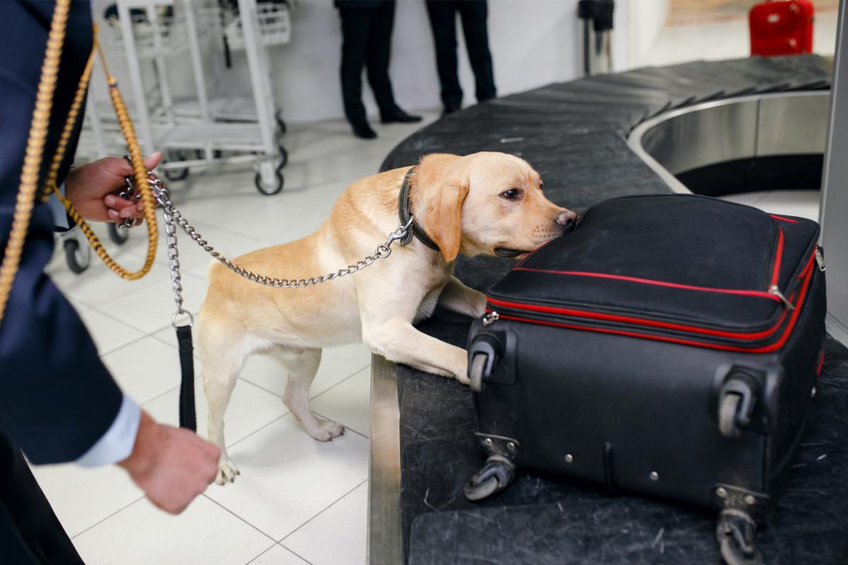 В аэропорту Новосибирска собака нашла спрятанные деньги в багаже пассажира