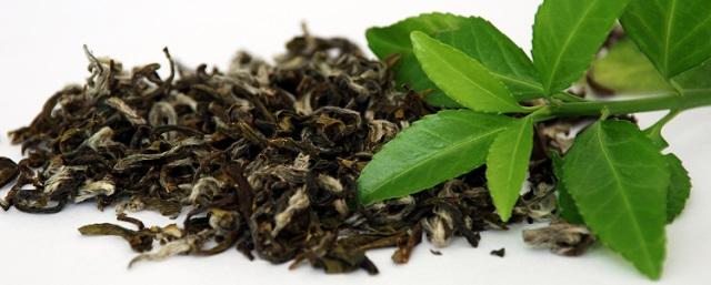 В Китае археологи обнаружили самые древние чайные листья