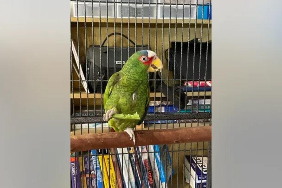 Сквернословящий попугай Пеппер ищет новый дом: более 400 человек откликнулись на объявление
