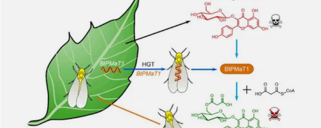Впервые обнаружен горизонтальный перенос генов от растения к насекомому
