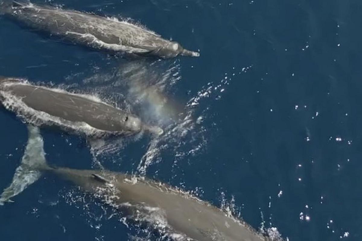 Экспертам удалось идентифицировать загадочных 13-метровых существ из глубин океана