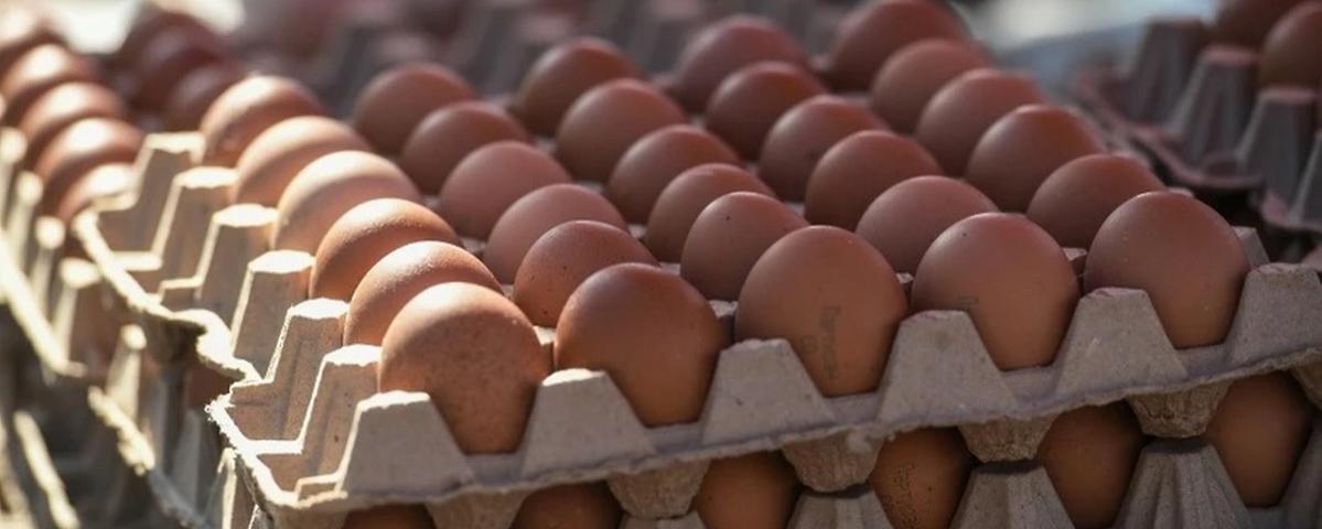 Правительство и Минсельхоз взялись за яйца. Когда ждать стабилизации цен?